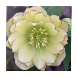 Carreau Hellebore (Helleborus)