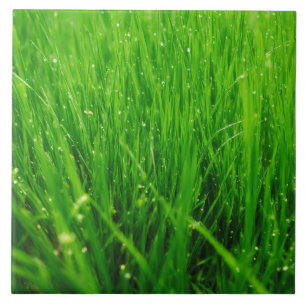 Carreau Herbe