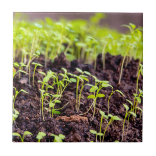 Carreau Herbe à germes