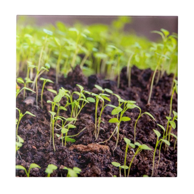 Carreau Herbe à germes (Devant)