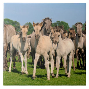 Carreau Herd Wild Grullo Couleur Dulmen Chevaux Foies Phot
