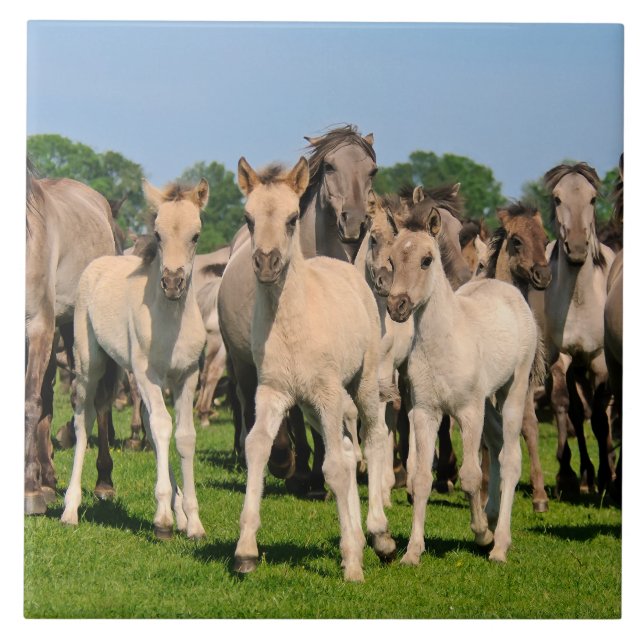 Carreau Herd Wild Grullo Couleur Dulmen Chevaux Foies Phot (Devant)