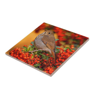 Carreau Hermite Thrush Songbird sur l'araignée de feu