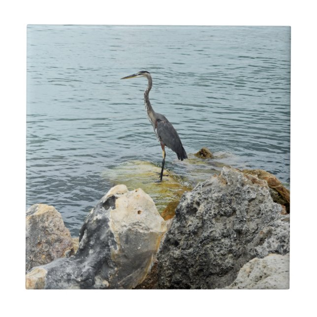 Carreau Heron Sur Les Rochers À La Plage (Devant)