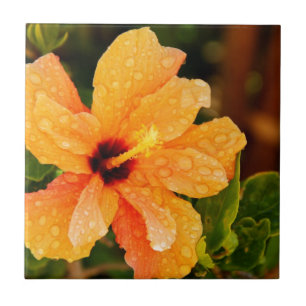 Carreau Hibiscus