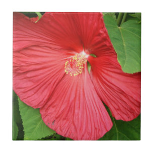 Carreau Hibiscus Flower Bright Magenta