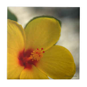 Carreau Hibiscus jaune