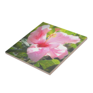 Carreau Hibiscus rose
