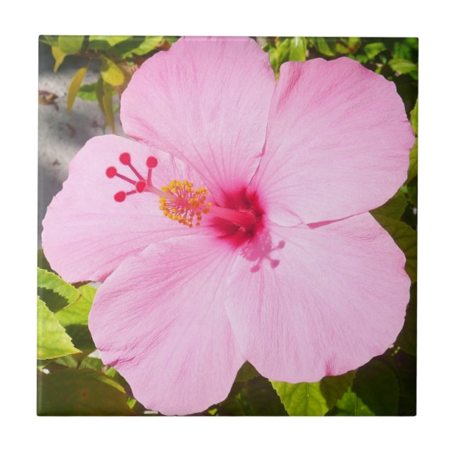 Carreau Hibiscus rose Fleur tropicale (Devant)