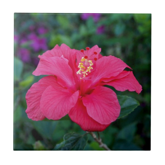 Carreau Hibiscus rose vif (Devant)