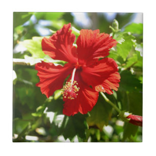 Carreau Hibiscus rouge brillant