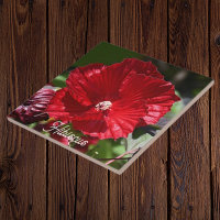Hibiscus rouge fleur de marais