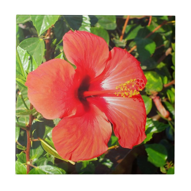 Carreau Hibiscus rouge floral (Devant)