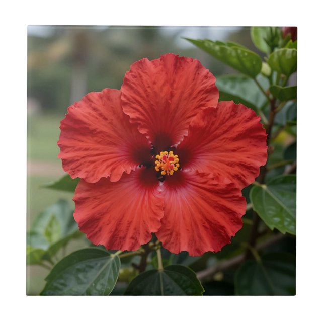 Carreau Hibiscus Tropical Rouge Vibrant en Fleur (Devant)