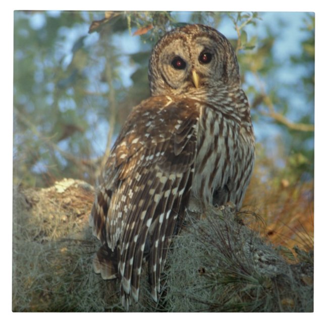 Carreau Hibou barré perché dans de la mousse d'Espagne (Devant)