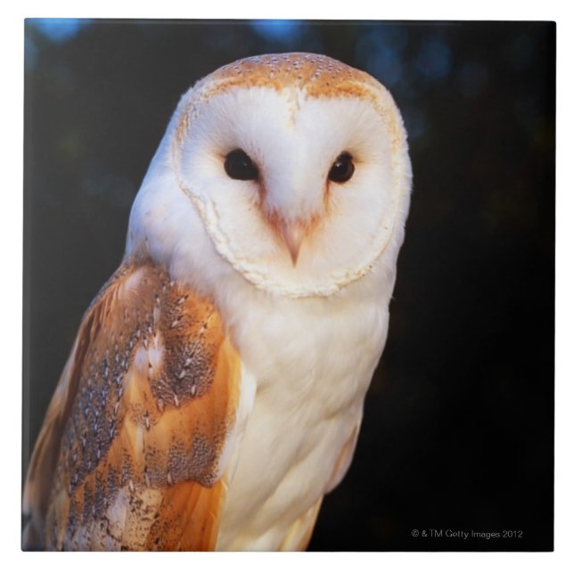 Carreau Hibou de grange 2 (Devant)