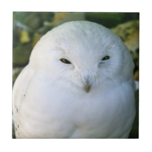Carreau Hibou des neiges
