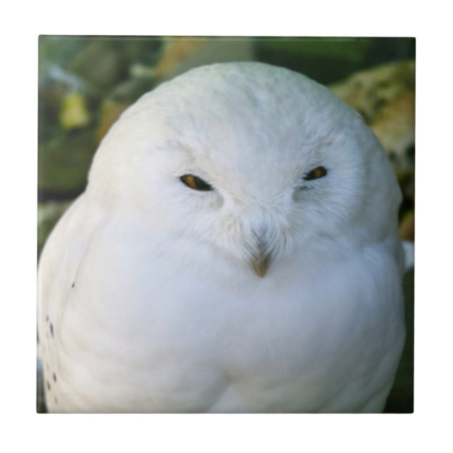 Carreau Hibou des neiges (Devant)