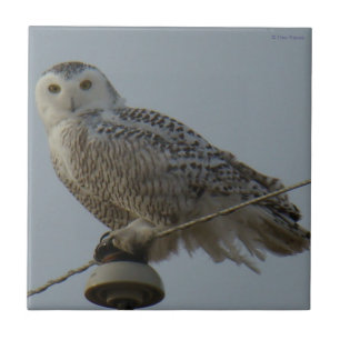 Carreau Hibou des neiges B38