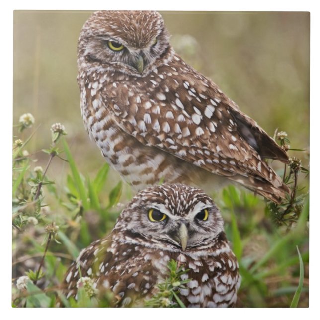 Carreau Hibou des terriers, Athene cunicularia, Cape Coral (Devant)
