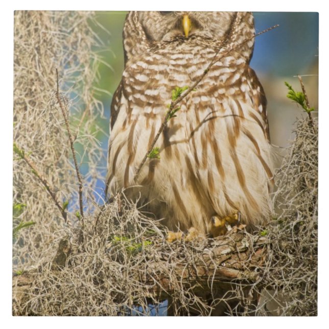 Carreau Hibou moyen-duc (Strix varia) perché dans un cyprè (Devant)