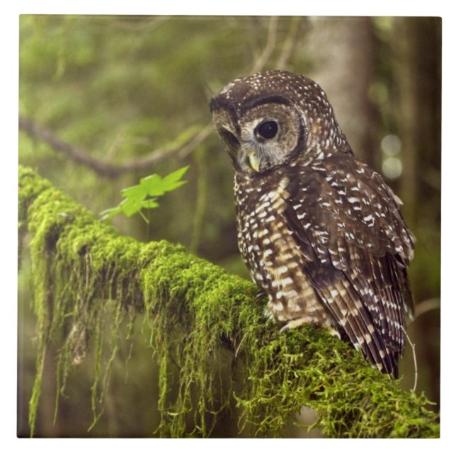 Carreau Hibou tacheté du Nord (Strix occidentals caurina) (Devant)
