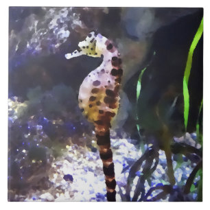 Carreau Hippocampe en aquarium