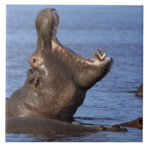 Carreau Hippopotame (amphibius d'hippopotame) dans