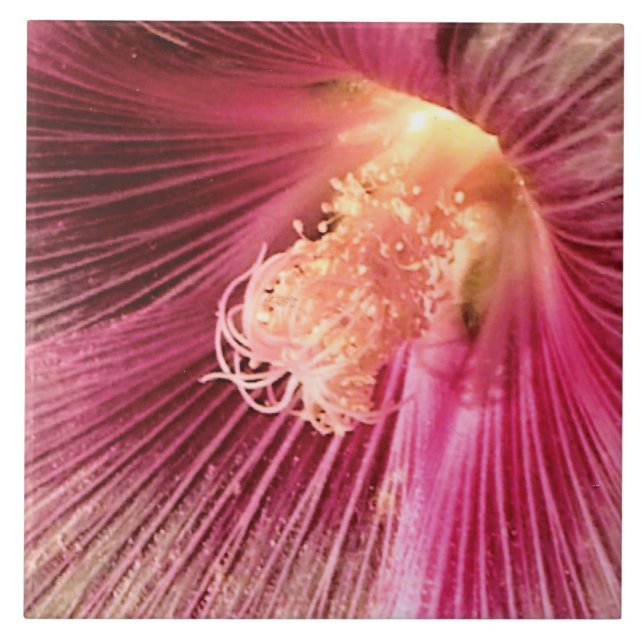 Carreau Holly Hock dans le soleil du soir (Devant)