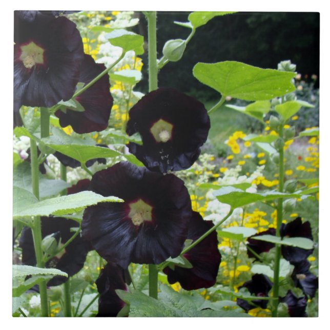 Carreau Hollyhocks noirs (Devant)