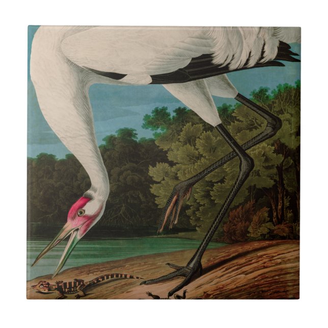 Carreau Hooping Crane Birds of America Audubon Print (Devant)
