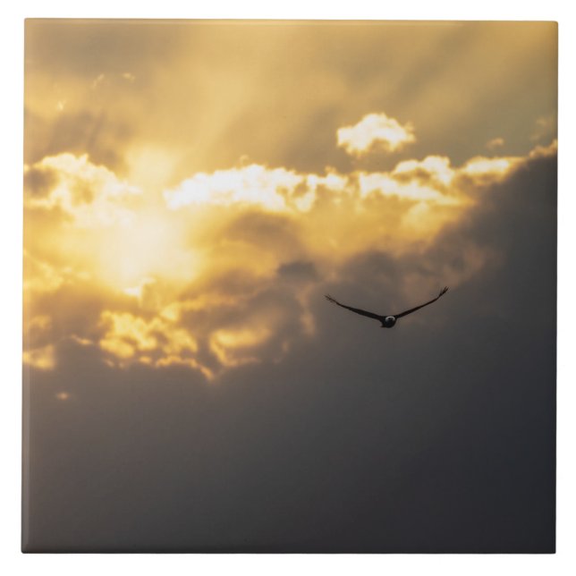 Carreau Hors De L'Aigle Soleil Bald (Devant)