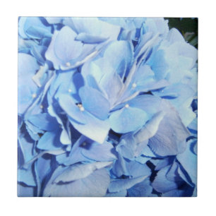 Carreau Hortensia de bleu de poudre