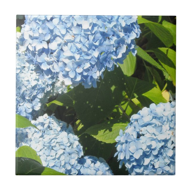 Carreau Hortensias bleus au soleil (Devant)