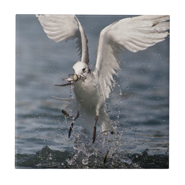 Carreau Hovering Kittiwake (Devant)