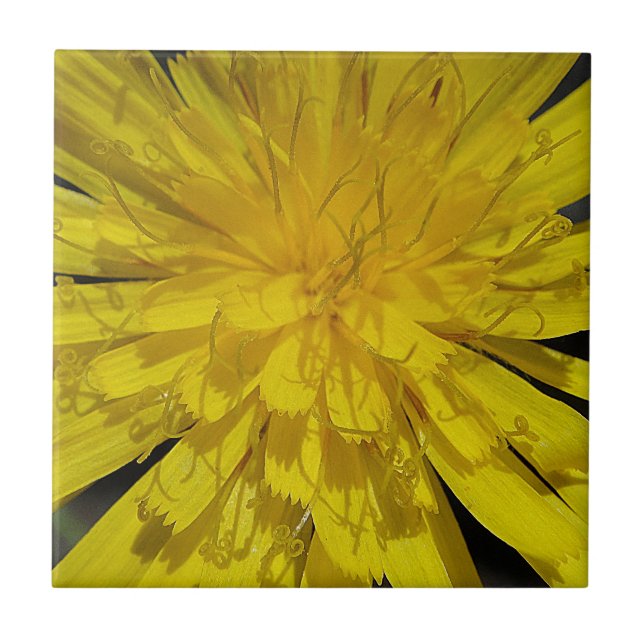 Carreau Hübsche Löwenzahnblüte (Devant)