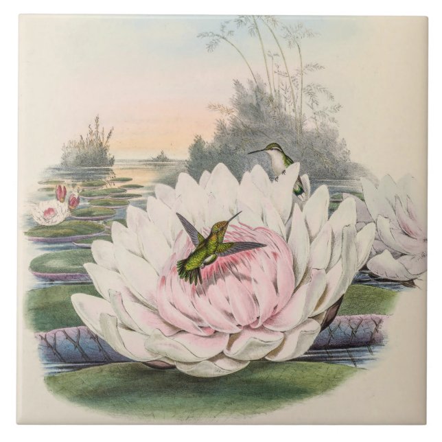 Carreau Hummingbird Chlorostilbon Portmanni by Gould (Devant)