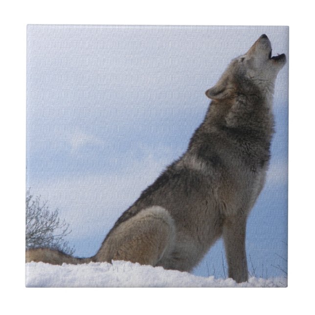 Carreau Hurlement de loup (Devant)
