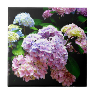 Carreau Hydrangea garden, rose, bleu, purple floral