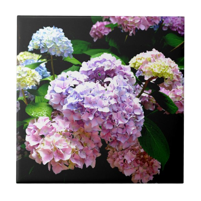 Carreau Hydrangea garden, rose, bleu, purple floral (Devant)