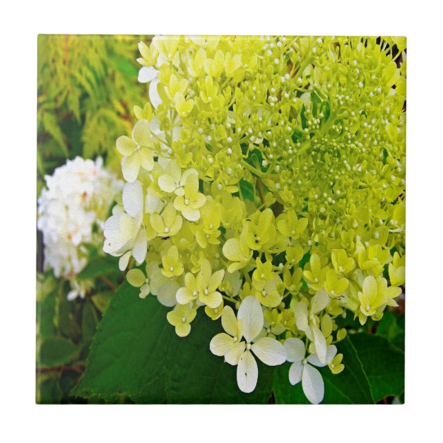Carreau Hydrangea Limelight Vert Chartreuse Élégant (Devant)