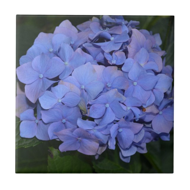 Carreau Hydrangea macrophylla violette rustique (Devant)