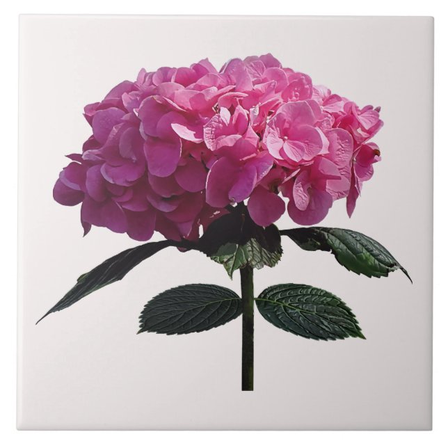Carreau Hydrangea Rose Délicat (Devant)