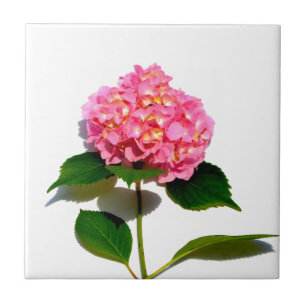 Carreau Hydrangea rose fleur rose florale