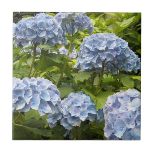 Carreau Hydrangeas Bleu Profond