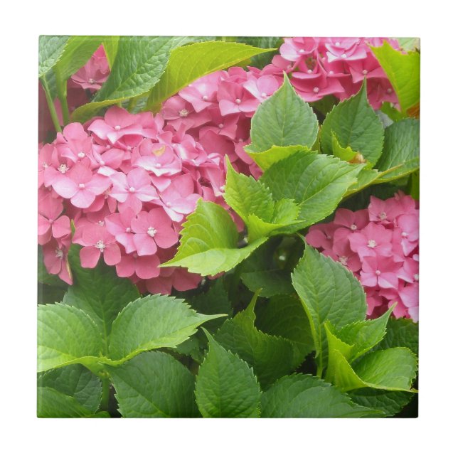 Carreau Hydrangeas Rose Foncé (Devant)