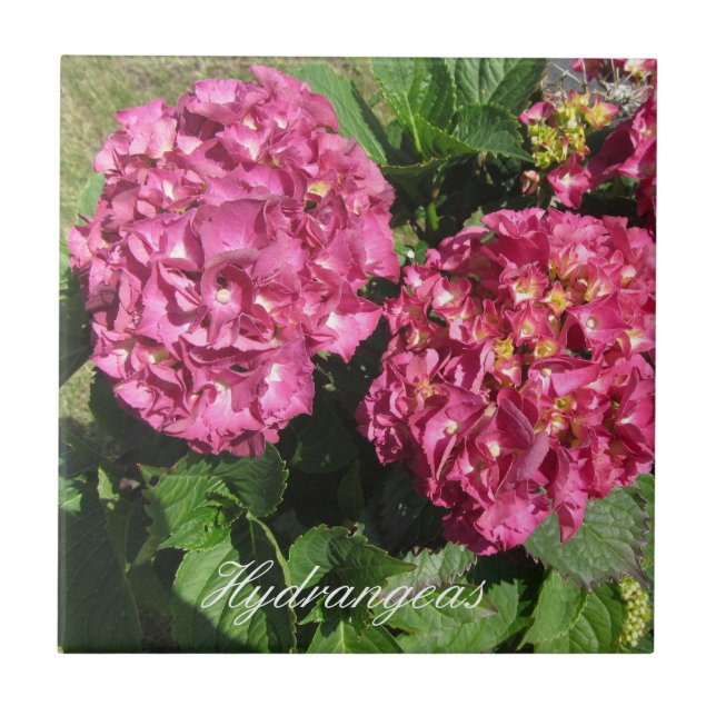 Carreau Hydrangeas roses (Devant)