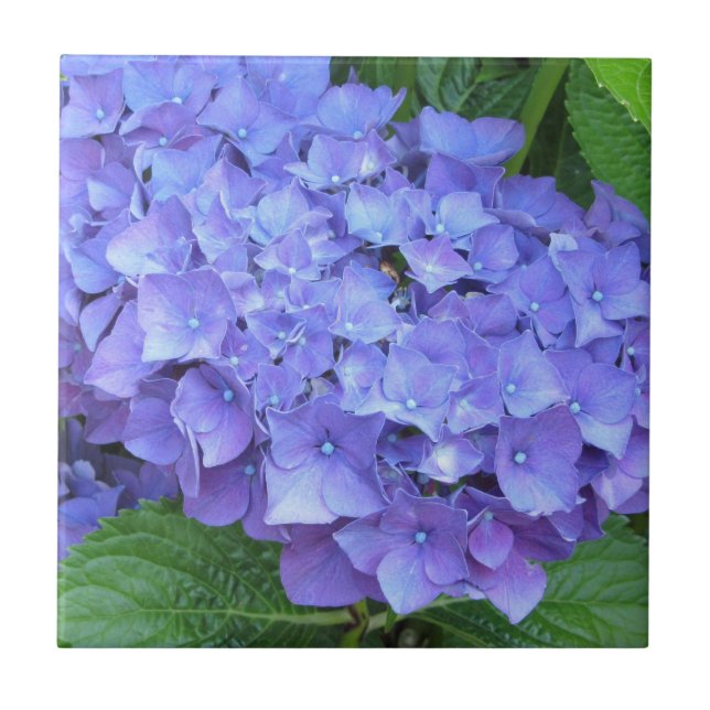 Carreau Hydrangeas Violets Élégants (Devant)