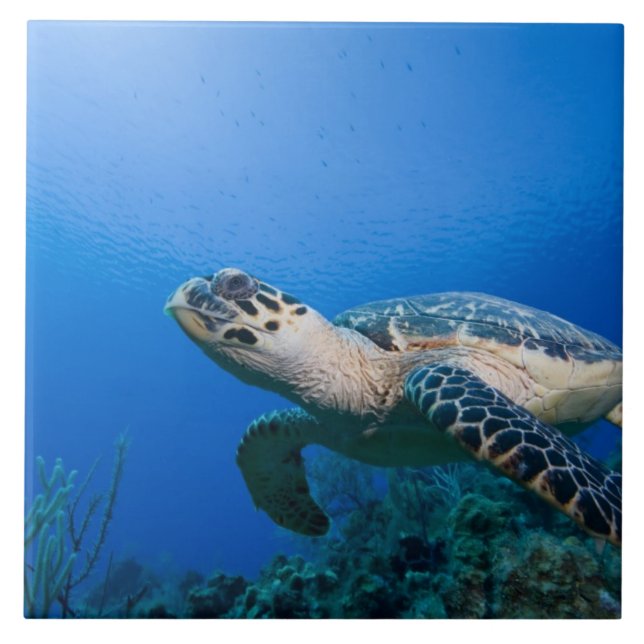 Carreau Îles Caïmans, Little Cayman Island, Sous l'eau 2 (Devant)