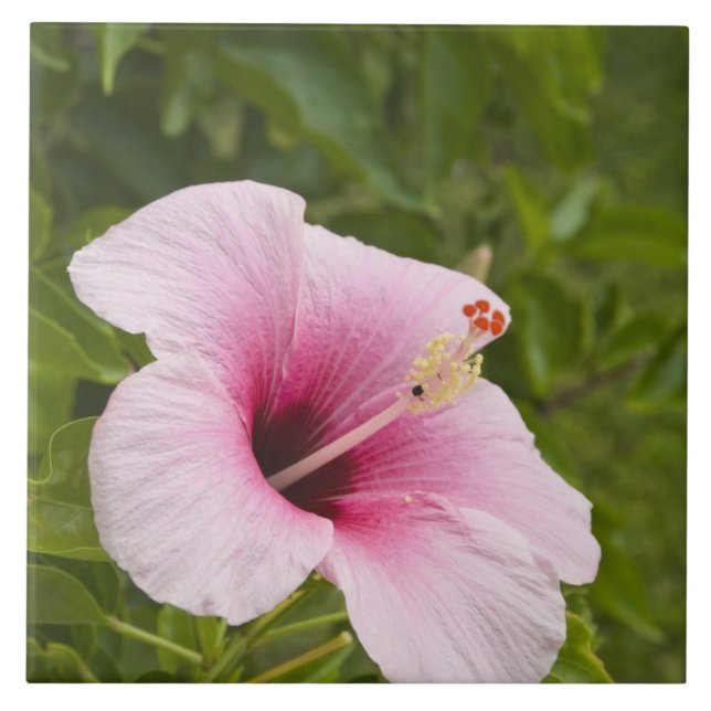 Carreau Îles Cook, Atiu. Fleur d'hibiscus. (Devant)